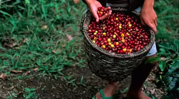 汕尾驚現 20多萬條假雀巢咖啡產於“黑窩點”