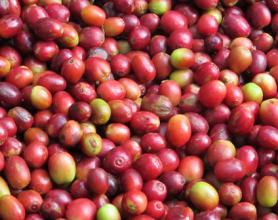 2015年雲南咖啡出口創匯逾4億美元