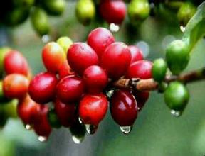 雲南咖啡出口量3年後縮減90%