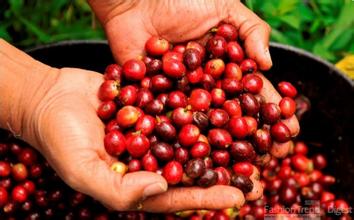 耶加雪菲咖啡豆的種類產地區莊園風味描述口感介紹