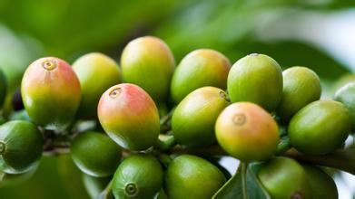 芳香、純正的薩爾瓦多咖啡豆研磨刻度處理法口感莊園介紹