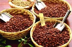 牙買加克利夫頓莊園裏面種的是什麼品種的咖啡