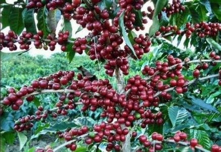 首屆亞洲咖啡年會在雲南芒市舉行