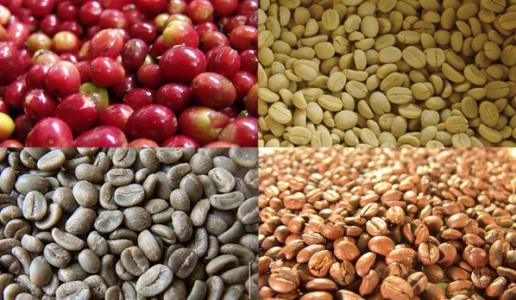 咖啡豆怎麼長出來的-咖啡豆爲什麼要烘焙植物圖片
