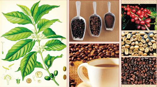 耶加雪菲沃卡咖啡豆的種植環境產地區風味描述口感介紹