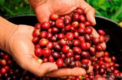 坦桑尼亞咖啡豆AAA風味描述產地區品種研磨刻度