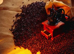 咖啡從發芽到成爲咖啡的整個過程