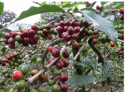 研究稱全球暖化若持續 野生咖啡豆未來將滅絕