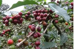 研究稱全球暖化若持續 野生咖啡豆未來將滅絕