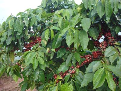 巴西是全球最先進也最仰賴工業化咖啡生產的國家