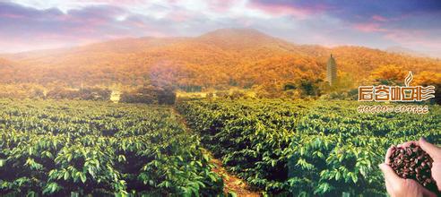 洪都拉斯咖啡豆中度偏深烘焙的風味口感品種產地區特點介紹