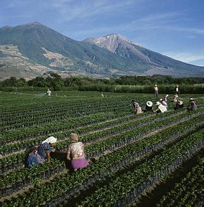 我國咖啡產業發展迅速，種植面積180多萬畝