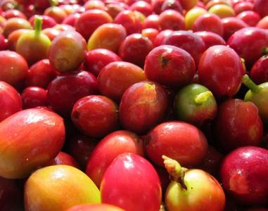 尼加拉瓜咖啡豆種類品種特點風味描述研磨刻度介紹
