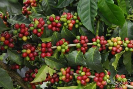 全世界最重要的咖啡種類-咖啡的分佈與咖啡的生長習性