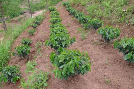 咖啡的播種與採收製法