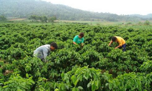巴拿馬咖啡市場分析口感風味描述特點研磨刻度莊園介紹