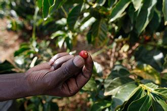 烏干達咖啡風味描述研磨刻度口感處理法產地區品種介紹