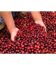 巴拿馬翡翠莊園咖啡豆的研磨刻度處理法風味描述產地區特點