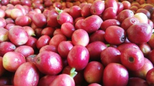 危地馬拉拉米尼塔莊園咖啡豆的口感特點風味研磨度