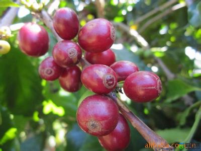 燭芒是西達摩還是耶加雪啡咖啡豆的風味描述口感特點
