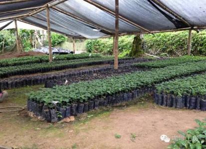 尼加拉瓜洛斯剛果莊園的最新狀況咖啡的種植介紹