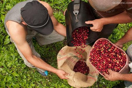 巴拿馬翡翠莊園的種植海拔咖啡的育苗情況
