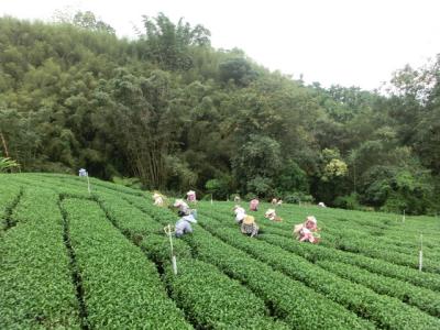 美洲特產危地馬拉穹頂莊園咖啡豆種植環境介紹