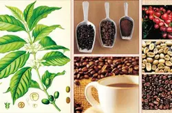 拉丁美洲咖啡豆特點種植區故事風味描述處理法