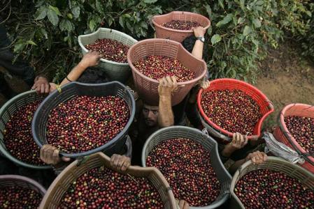 有高甜度的味道的巴拿馬花蝴蝶精品咖啡豆採用什麼處理法