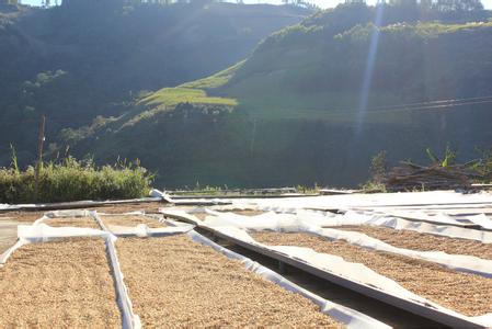 哥倫比亞惠蘭花蜜咖啡豆的口感研磨刻度產地區