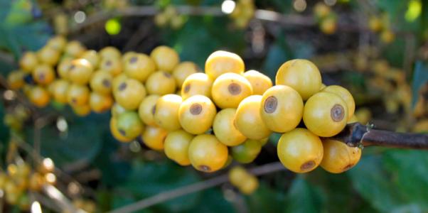 烏干達的咖啡豆酸味低是什麼原因低黴菌度咖啡豆