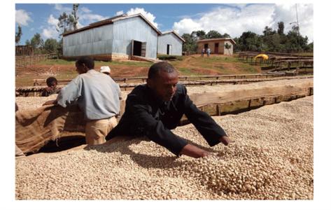 強硬有力的果酸的肯尼亞錦初谷咖啡豆的風味描述介紹