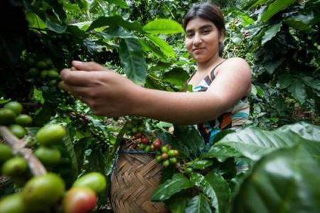 中美洲最貧窮的國家之一的尼加拉瓜咖啡生產國檸檬樹莊園概況簡介