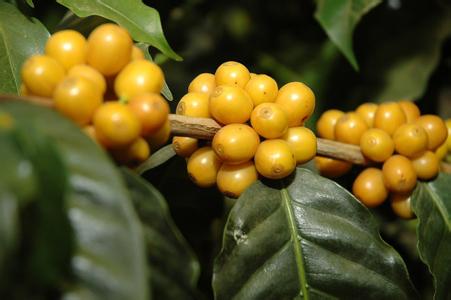 印尼瓦哈娜莊園咖啡豆的特點口感處理法風味描述品種簡介