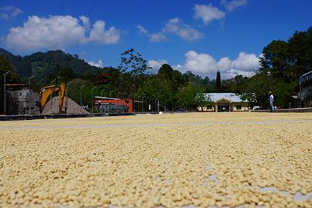 薩爾瓦多日曬榮耀莊園咖啡豆的風味描述處理法口感研磨刻度