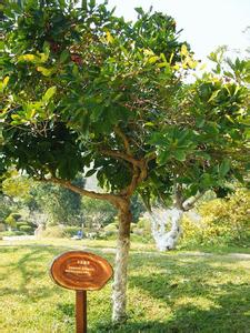 咖啡樹種植多少年纔有商業價值-中國哪可以種植咖啡樹