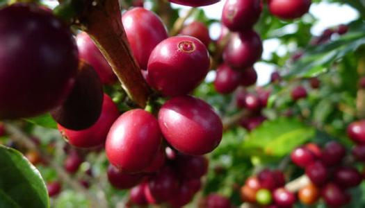 咖啡的果實是什麼類型的果分解圖結構圖