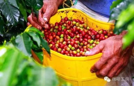 哥倫比亞慧蘭咖啡的種植海拔手衝溫度口感