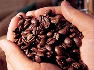 85%以上是由小耕農種植的坦桑尼亞阿魯沙咖啡莊園介紹