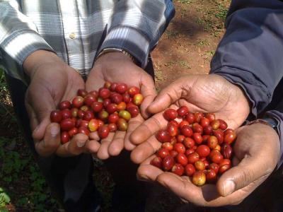 肯尼亞aa咖啡的口感和特點手衝方案水溫介紹