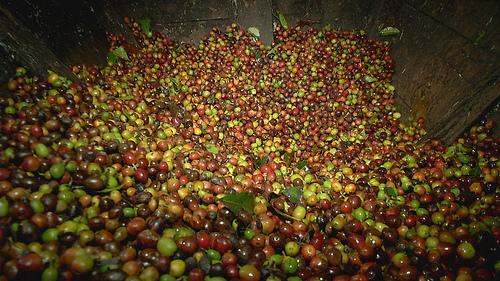巴拿馬伊列塔莊園咖啡豆的特點風味描述處理法