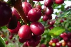 哥倫比亞考卡山谷掛耳式咖啡沖泡方法風味描述
