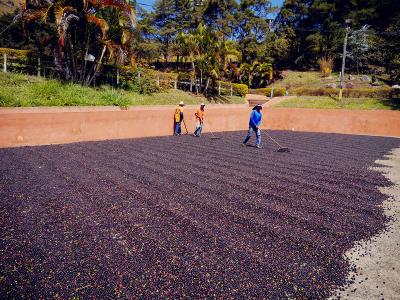 盧旺達西部省水洗波旁精品咖啡豆的風味描述介紹