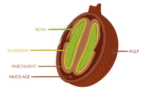 埃塞俄比亞西達摩獅子王咖啡豆的口感風味描述種植環境