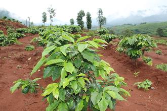 巴拿馬花蝴蝶咖啡豆的口感風味描述研磨刻度品種產地區簡介