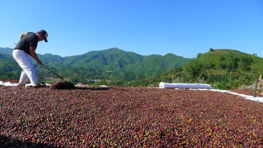 埃塞俄比亞咖啡種植區的風味特徵