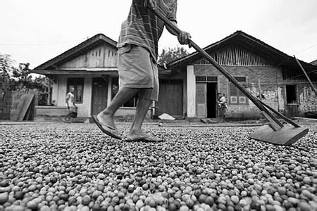 印尼蘇門答臘林東曼特寧咖啡豆杯測數據
