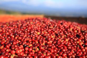 出口額的比重微小的盧旺達咖啡豆的特點口感風味描述