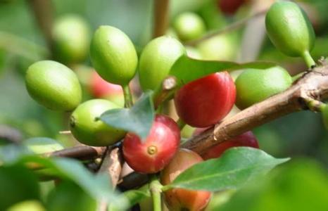 咖啡豆公豆和母豆的味道區別種類風味描述簡介