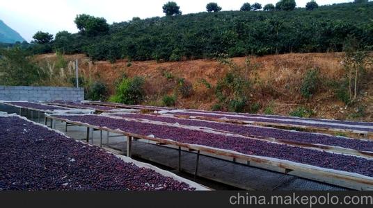 醇味芬芳的哥倫比亞咖啡豆的種植環境育苗情況